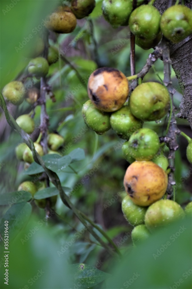 fruit colorful green yellow in forest south Thailand soft leaves.