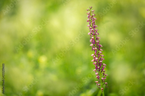 One isolated flower, Beetle Orchid (Listera)