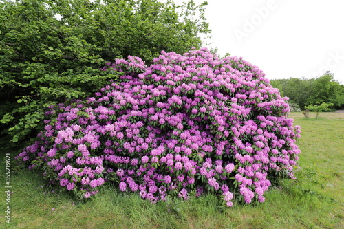 Beautiful forest park with large flowering rhododendron shrubs.