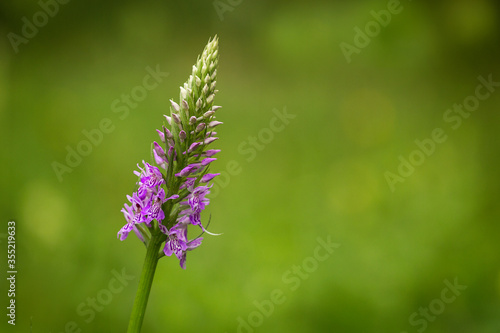 One isolated flower, Heath Spotted Orchid, Heath Spotted-orchid, Spotted Orchid (Dactylorhiza maculata) © Carola Schellekens