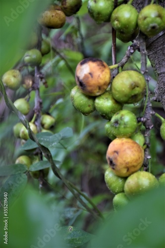 fruit colorful green yellow in forest south Thailand soft leaves.