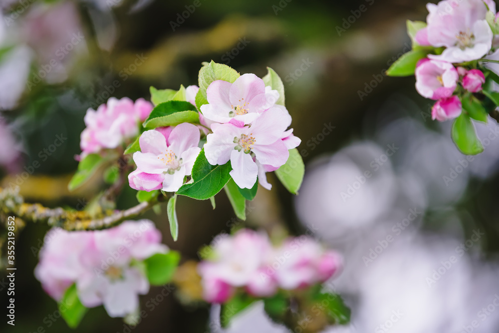 Obraz premium Apple blossom