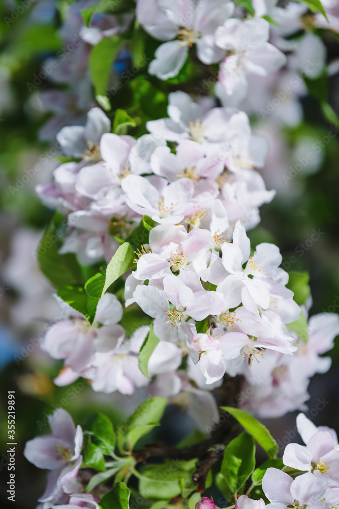 Fototapeta premium Apple blossom