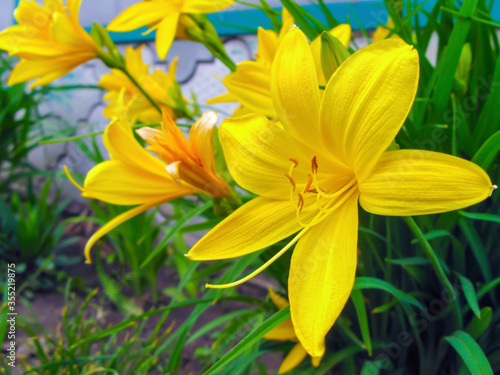 Yellow daylily, or yellow lily close-up.