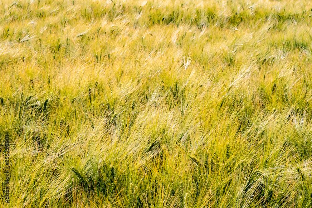 abstraktes Kornfeld weizen als Hintergrund abstraktes Kornfeld weizen als Hintergrund
