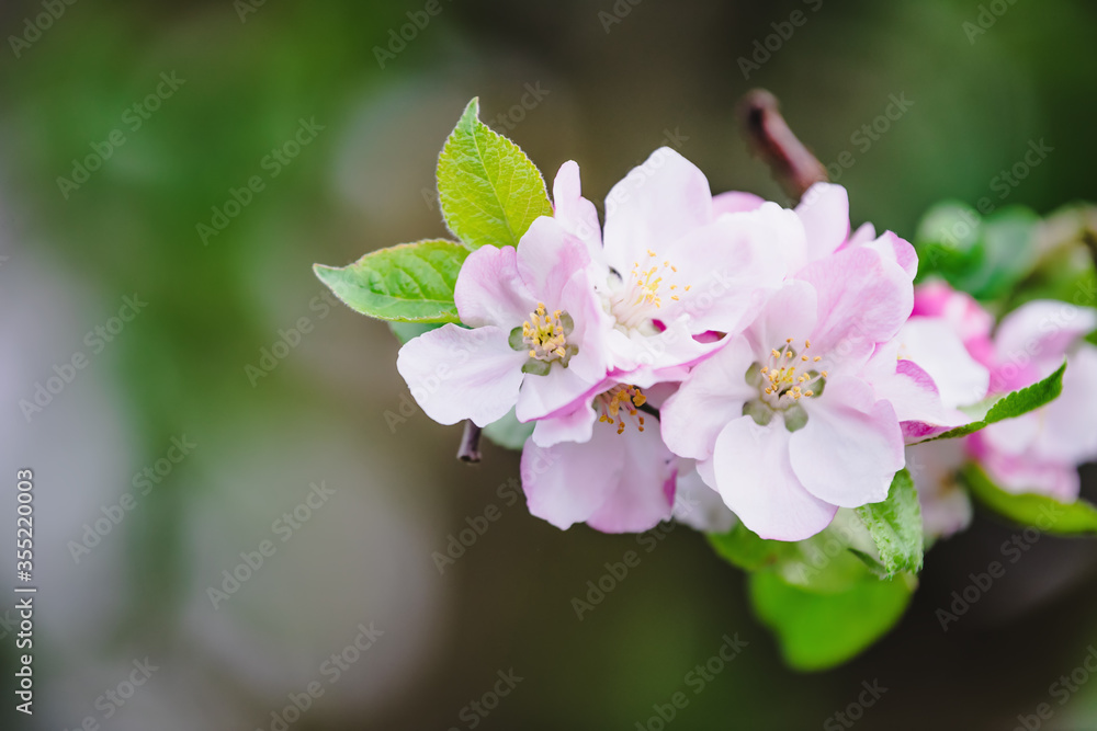 Obraz premium Apple blossom