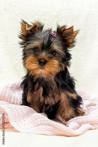 cute puppy yorkshire terrier looks