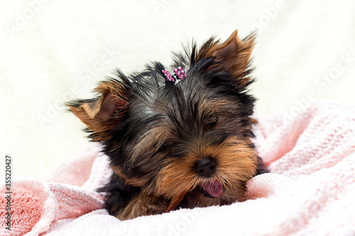 cute puppy yorkshire terrier nibbles food
