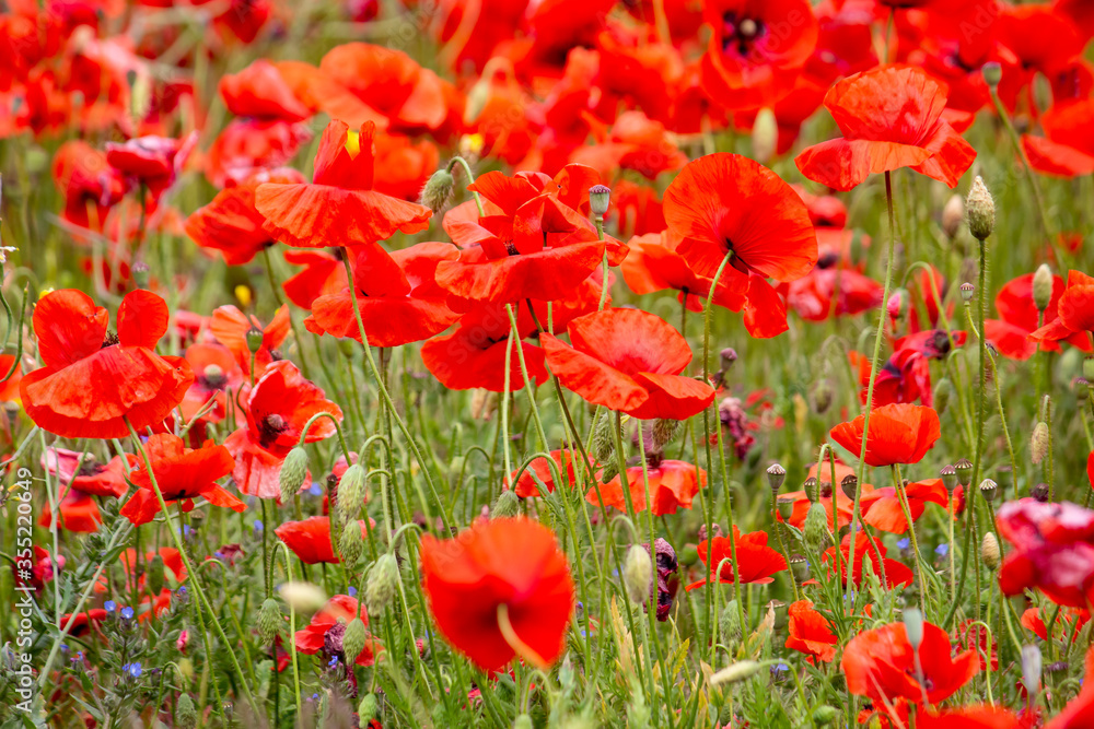 Fototapeta premium A beautiful red field with lots of poppies.
