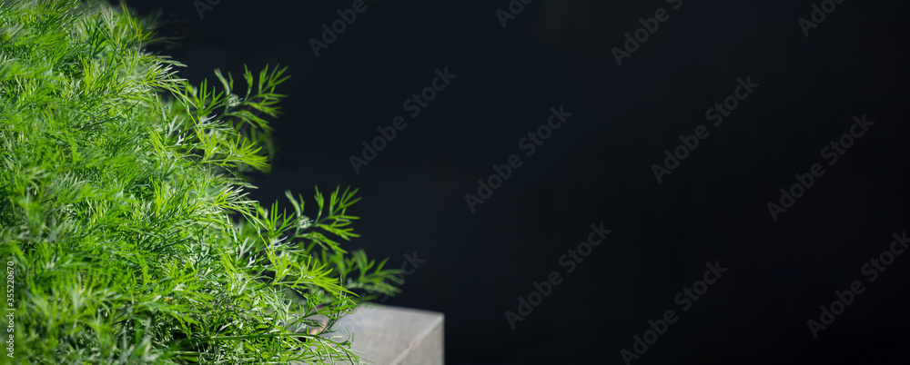 Obraz premium Green, juicy young dill grows on a garden plot in the garden on a dark natural background. The concept of a healthy, vegetarian diet. Proper dietary nutrition. Close-up, selective focus, banner.