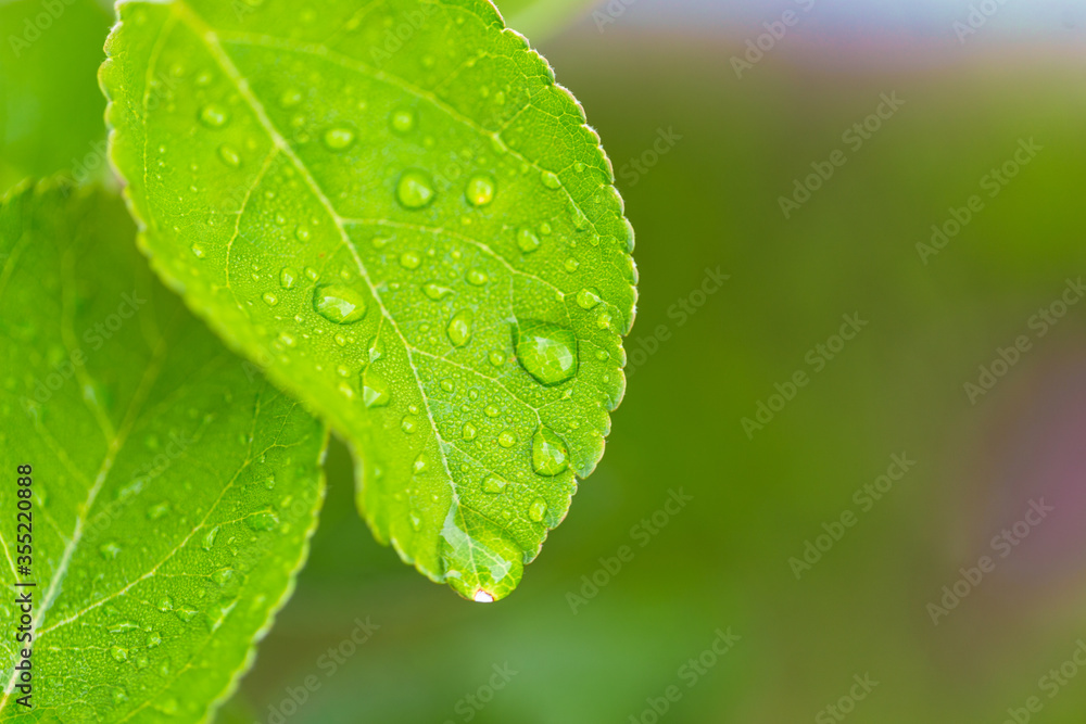 water drop on leaf at nature close-up macro. Fresh juicy green leaf in droplets of morning dew outdoors. water drop on leaf at nature close-up macro. Fresh juicy green leaf in droplets of morning dew outdoors.