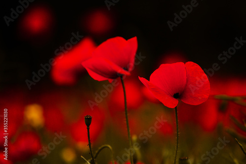 Beautiful field of red poppies in the sunset light. close up of red poppy flowers in a field. Red flowers background. Beautiful nature. Landscape. Romantic red flowers.