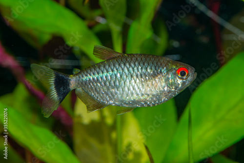 Tablou pe pânză The redeye tetra (Moenkhausia sanctaefilomenae), is a species of tetra from the