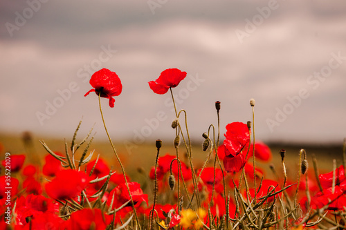 Beautiful field of red poppies in the sunset light. close up of red poppy flowers in a field. Red flowers background. Beautiful nature. Landscape. Romantic red flowers.