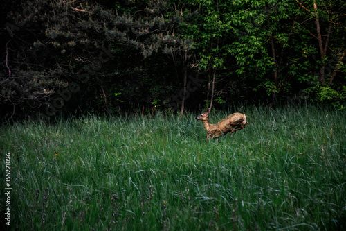 Fototapeta Naklejka Na Ścianę i Meble -  dzika sarna w lesie