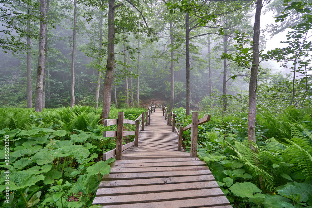 Obraz premium Wooden walk path in the foggy forest. Dramatic landscape photo was taken near Borcka Karagol / Borçka Karagöl, Artvin, Black Sea / Karadeniz region of Turkey