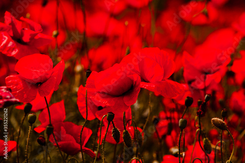 Beautiful field of red poppies in the sunset light. close up of red poppy flowers in a field. Red flowers background. Beautiful nature. Landscape. Romantic red flowers.