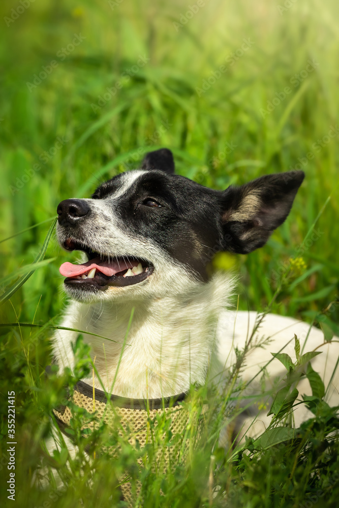 Basenji walks in nature in the forest, rests after jogging Basenji walks in nature in the forest, rests after jogging