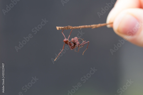 Ant