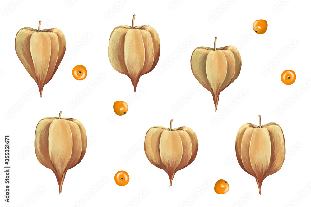 Ripe physalis. Clip art set on white background Ripe physalis. Clip art set on white background
