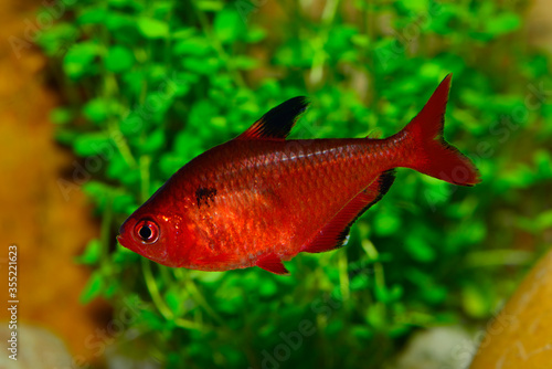 The serpae tetra (Hyphessobrycon eques), also known as jewel tetra or callistus tetra, is a species of tropical freshwater fish of the characin family (family Characidae) of order Characiformes photo