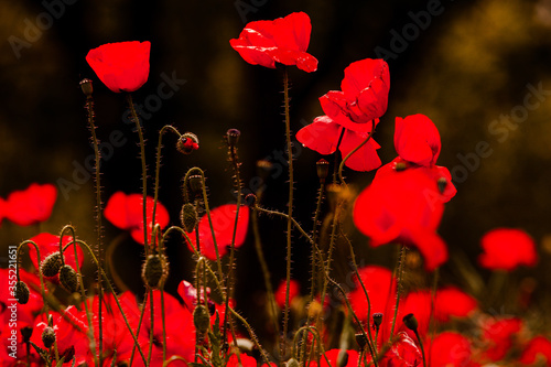 Beautiful field of red poppies in the sunset light. close up of red poppy flowers in a field. Red flowers background. Beautiful nature. Landscape. Romantic red flowers.