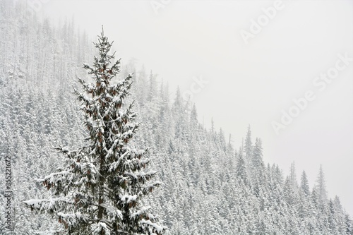 snow covered pine trees © Antonio