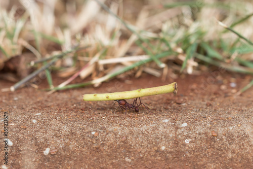 Ant in floor