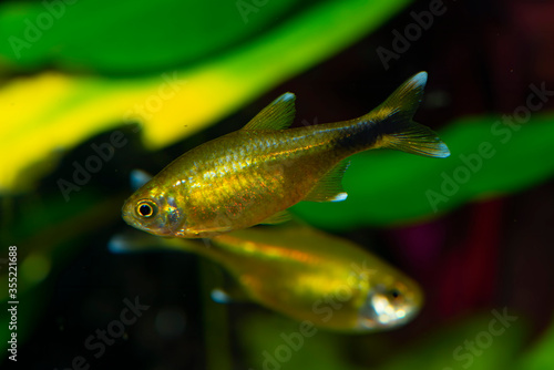 Silvertip tetra (Hasemania nana) is a species of characid freshwater fish native to streams and creeks in the São Francisco basin in Brazil. photo