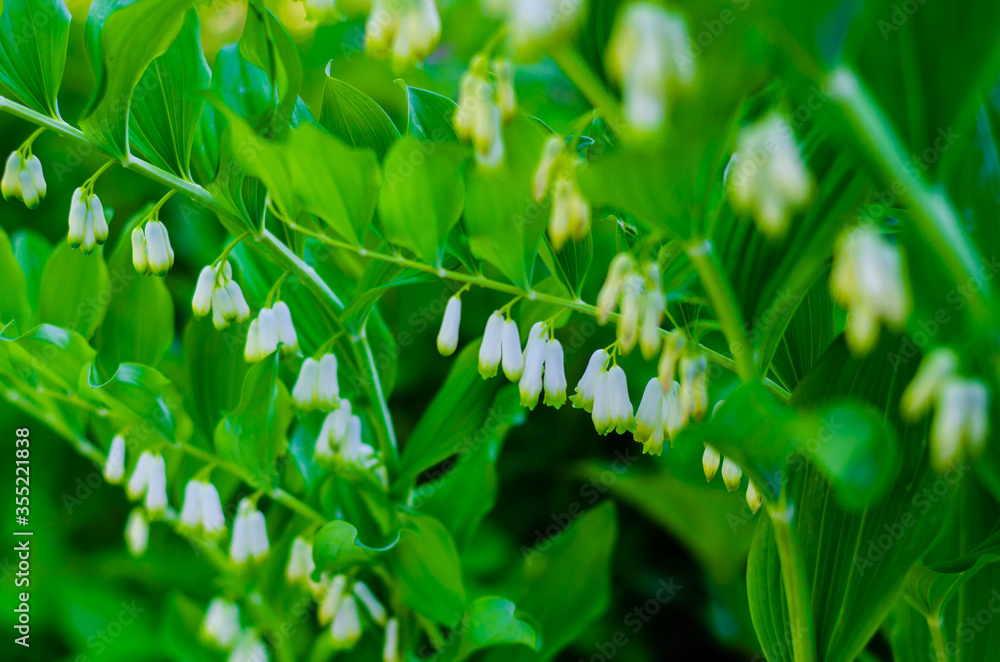 Obraz premium Lilies of the valley bloom in the summer early in the morning on the site.