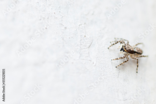 spider on the wall