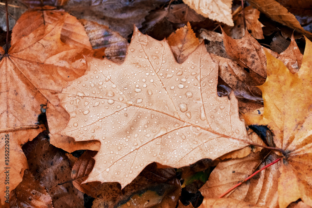 Withered brown red oak leaf with raindrops on the ground Withered brown red oak leaf with raindrops on the ground