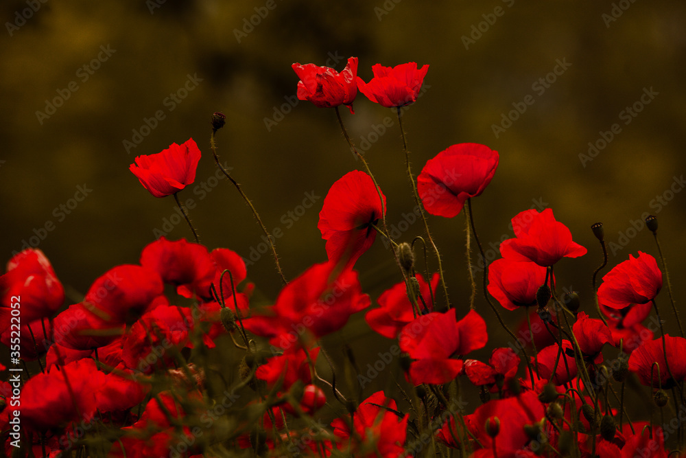 Obraz premium Beautiful field of red poppies in the sunset light. close up of red poppy flowers in a field. Red flowers background. Beautiful nature. Landscape. Romantic red flowers.