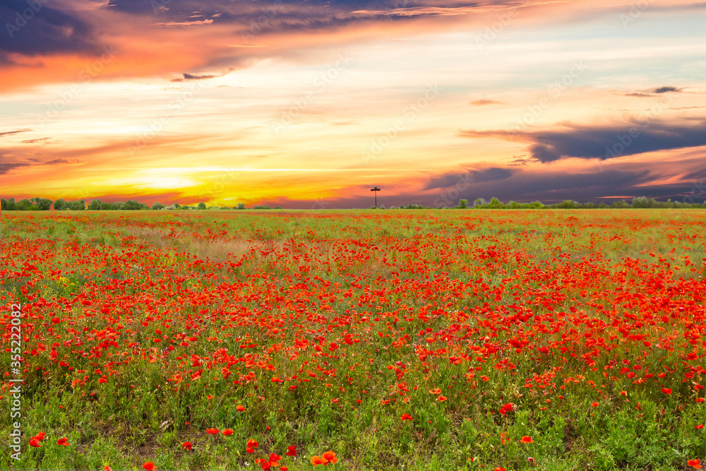 Large field with red poppies at a beautiful sunset.