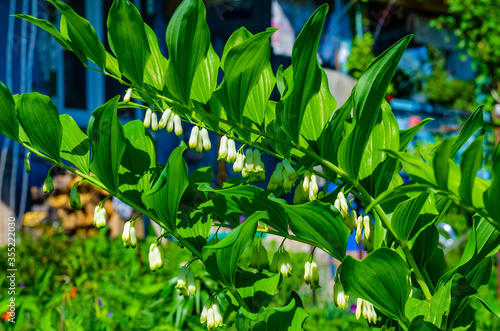 Lilies of the valley bloom in the summer early in the morning on the site.