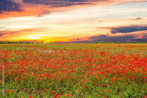 Large field with red poppies at a beautiful sunset.