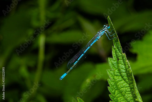 A resting azure blue dragonfly, coenagrion mercuriale, a dragonfly sitting on a leaf