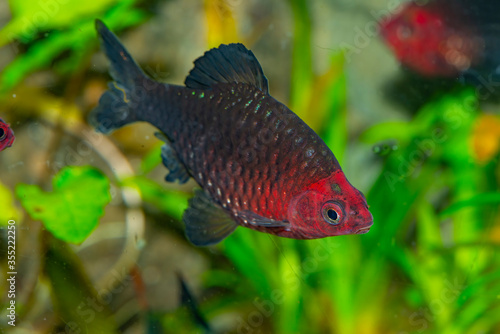 Aquarium fish.The black ruby barb (Pethia nigrofasciata) or purplehead barb is a tropical cyprinid fish endemic to Sri Lanka. photo