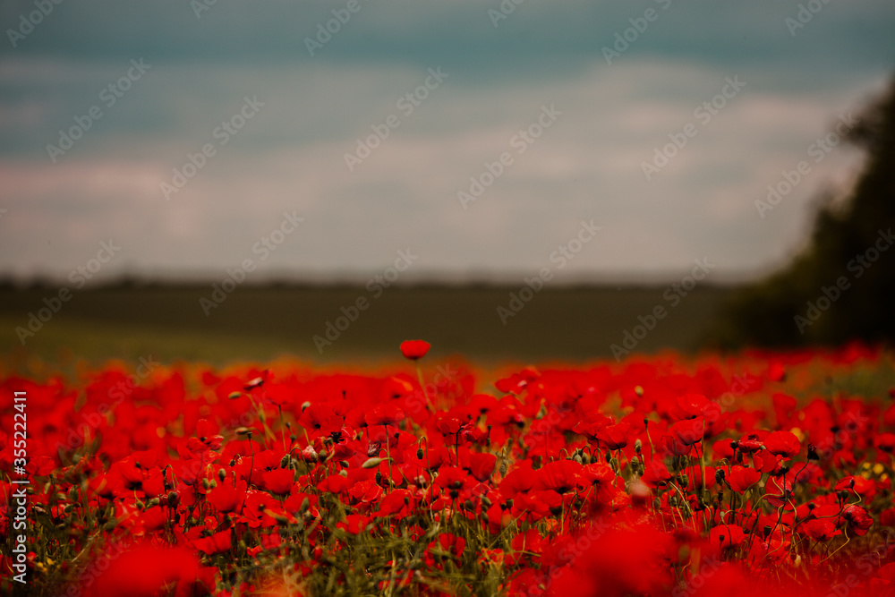Beautiful field of red poppies in the sunset light. close up of red poppy flowers in a field. Red flowers background. Beautiful nature. Landscape. Romantic red flowers. - obrazy, fototapety, plakaty 
