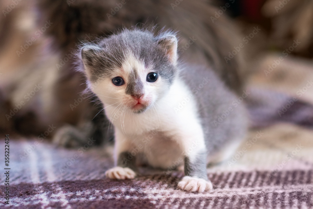 Obraz premium A small kitten is sitting in a room next to his mother cat