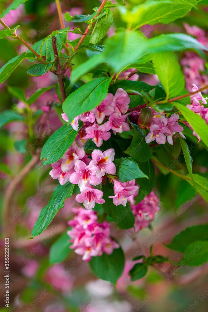 Spring time when cherry blossoms are in full bloom. Cherry blossoms against a blurred background. Spring time when cherry blossoms are in full bloom. Cherry blossoms against a blurred background.