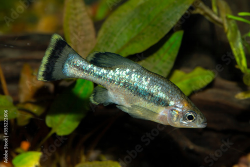 The butterfly splitfin or butterfly goodeid, Ameca splendens, is a bony fish from the monotypic genus Ameca of the splitfin family (Goodeidae). 