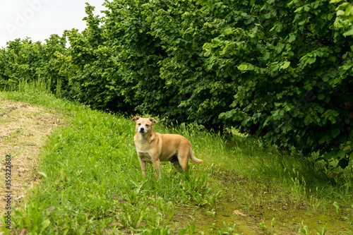 Field of hazelnuts in the Langhe  Piedmont - Italy