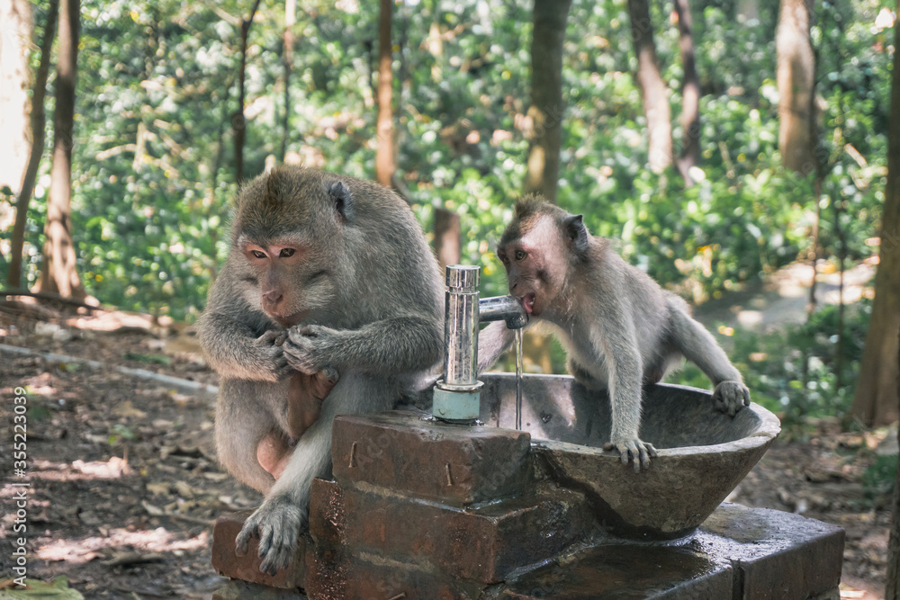Baby monkey drinking water from a drinking fountain at Ubud Sacred Monkey Forest Sanctuary, Indonesia