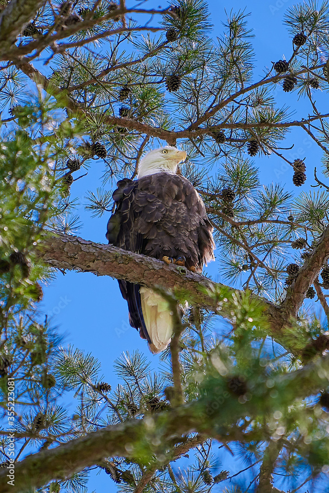 Bald Eagle siting in a pine tree. Bald Eagle siting in a pine tree.