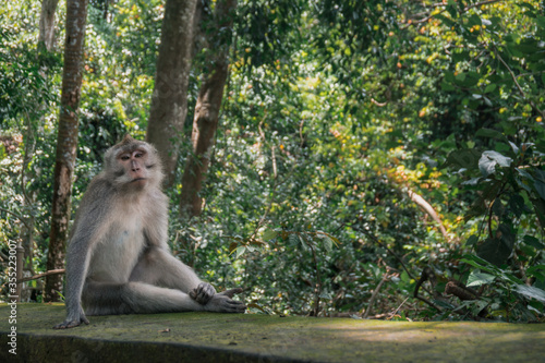 Monkey sitting at Ubud Sacred Monkey Forest Sanctuary, Indonesia