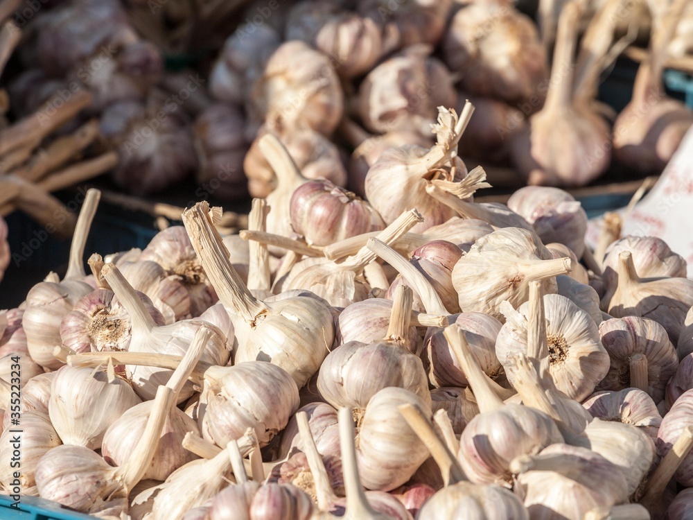Bulbs of white garlic cloves on display on the stand of a green farmers market. part of the onion genus, garlic, or allium sativum, is common in European, American and Asian cuisine. Bulbs of white garlic cloves on display on the stand of a green farmers market. part of the onion genus, garlic, or allium sativum, is common in European, American and Asian cuisine.