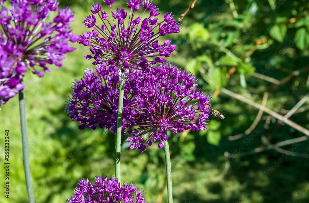 Obraz premium little bee is flying above a decorative onion for nectar