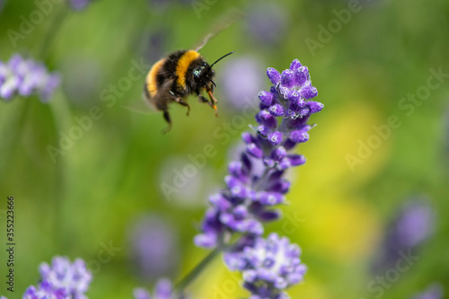 Bee and Lavender © Colin