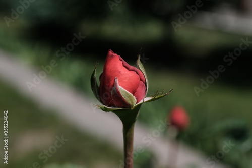  Red rose bud in a city park